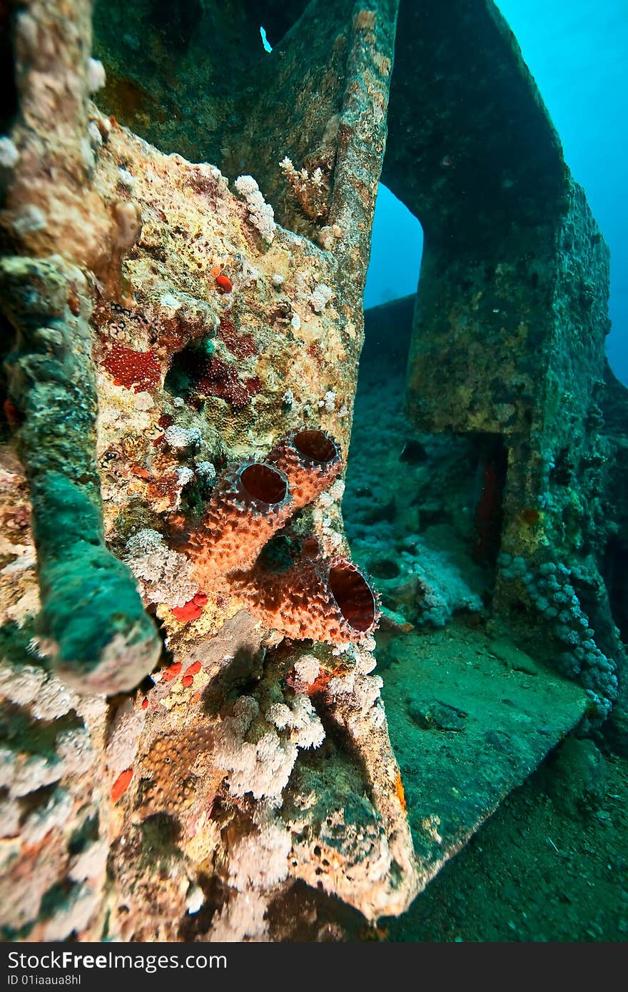 Sponges on the Thistlegorm