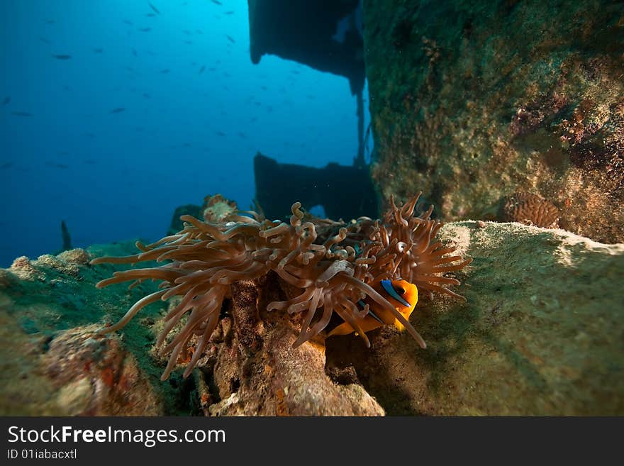 Anemone on the Thistlegorm