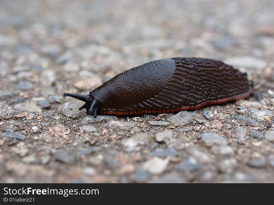 Close up of a slug