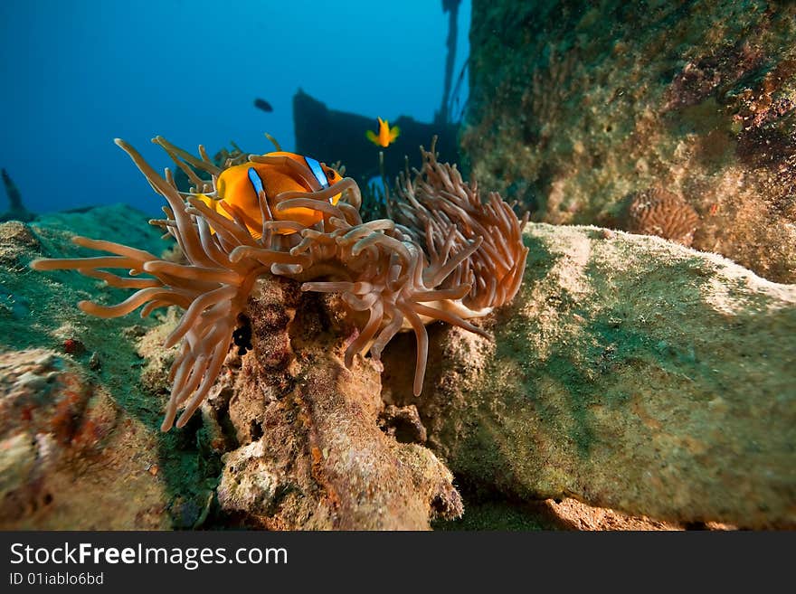 Anemone on the Thistlegorm