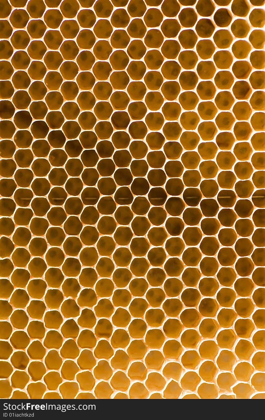 Macro shot of honeycomb cells