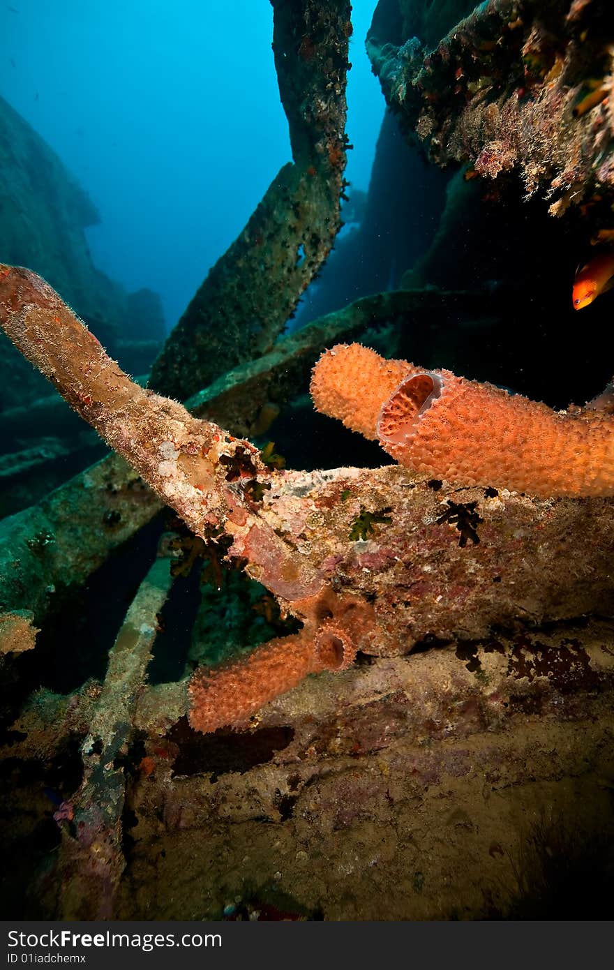 Sponges on the Thistlegorm