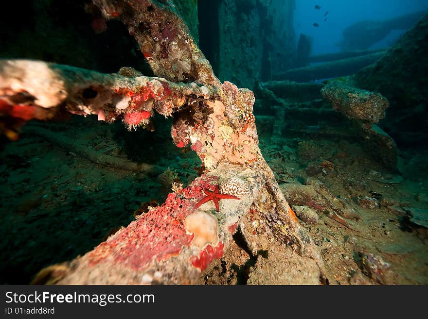 Stairway to the bridge of the Thistlegorm