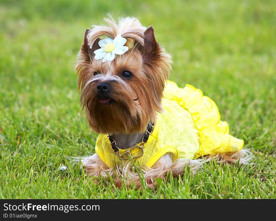 The Jorkshirsky terrier in a yellow dress and with a bow lies on a grass. The Jorkshirsky terrier in a yellow dress and with a bow lies on a grass