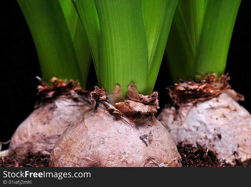 Close up of new leaf isolated on black background