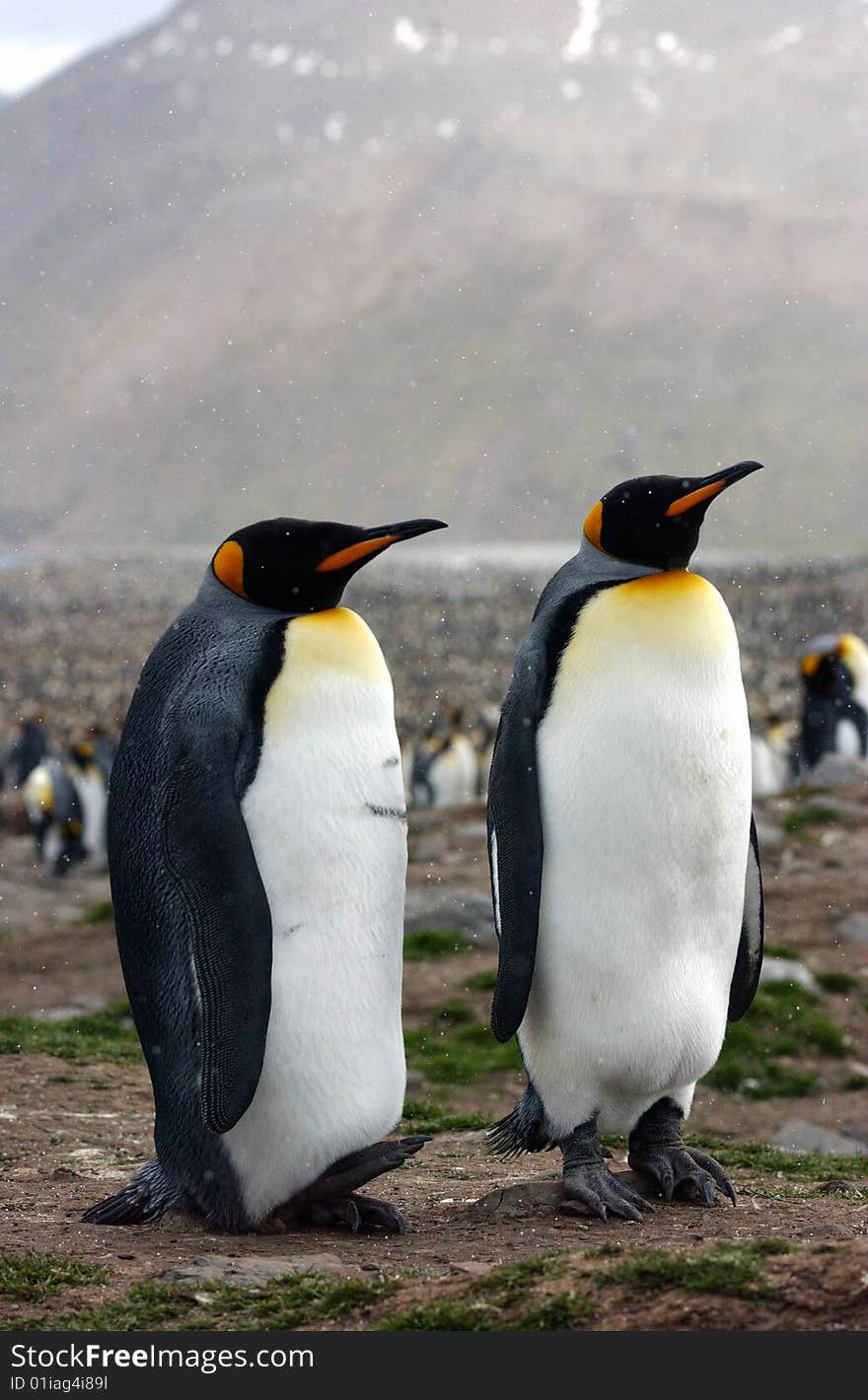 King Penguin