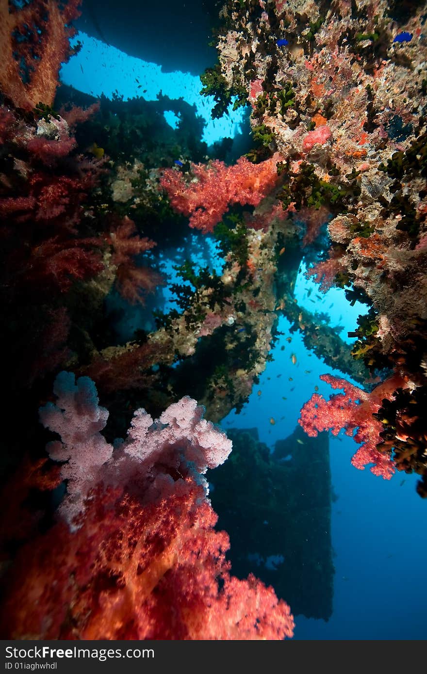 Coral on the Thistlegorm