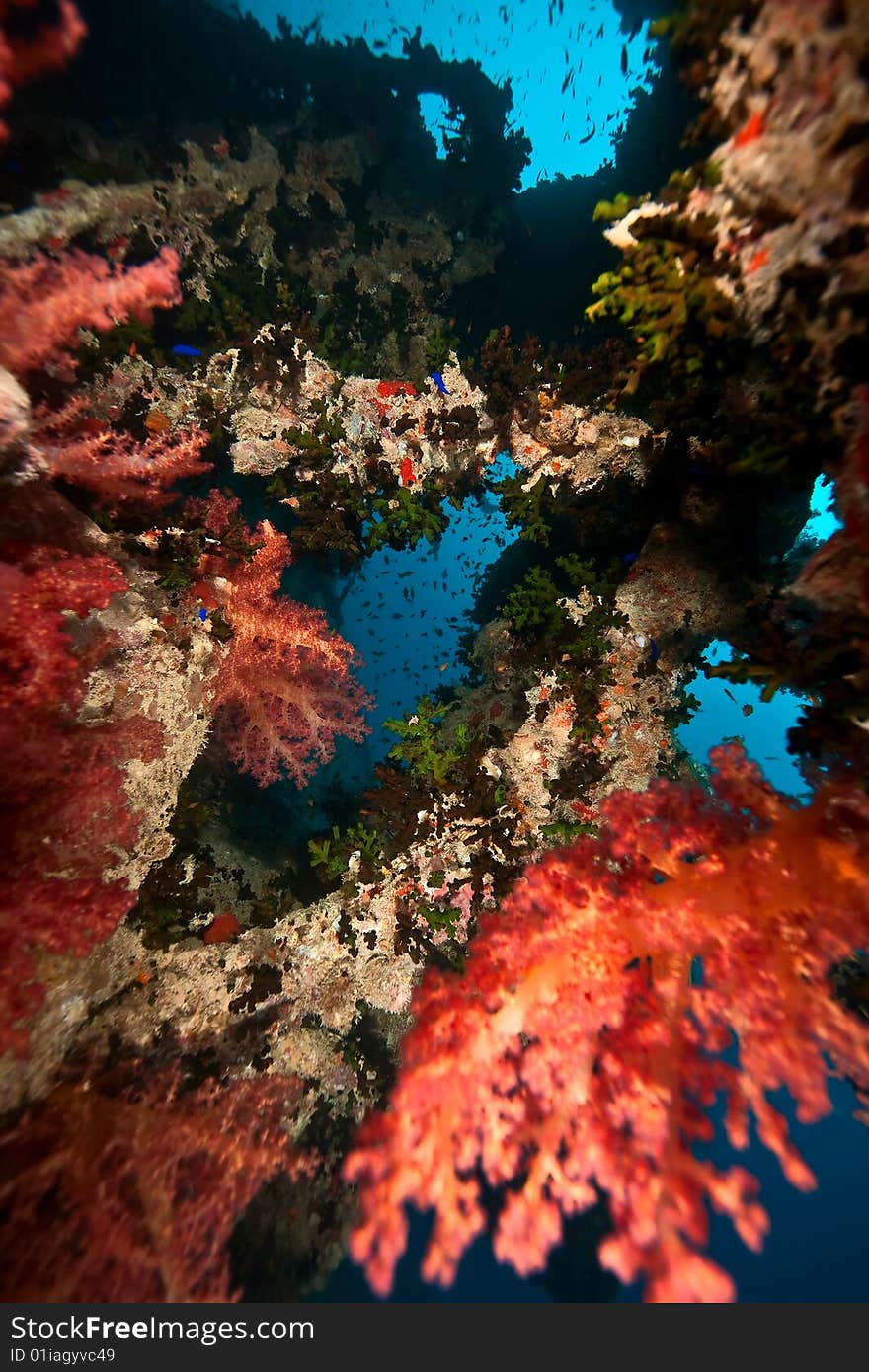 Coral on the Thistlegorm