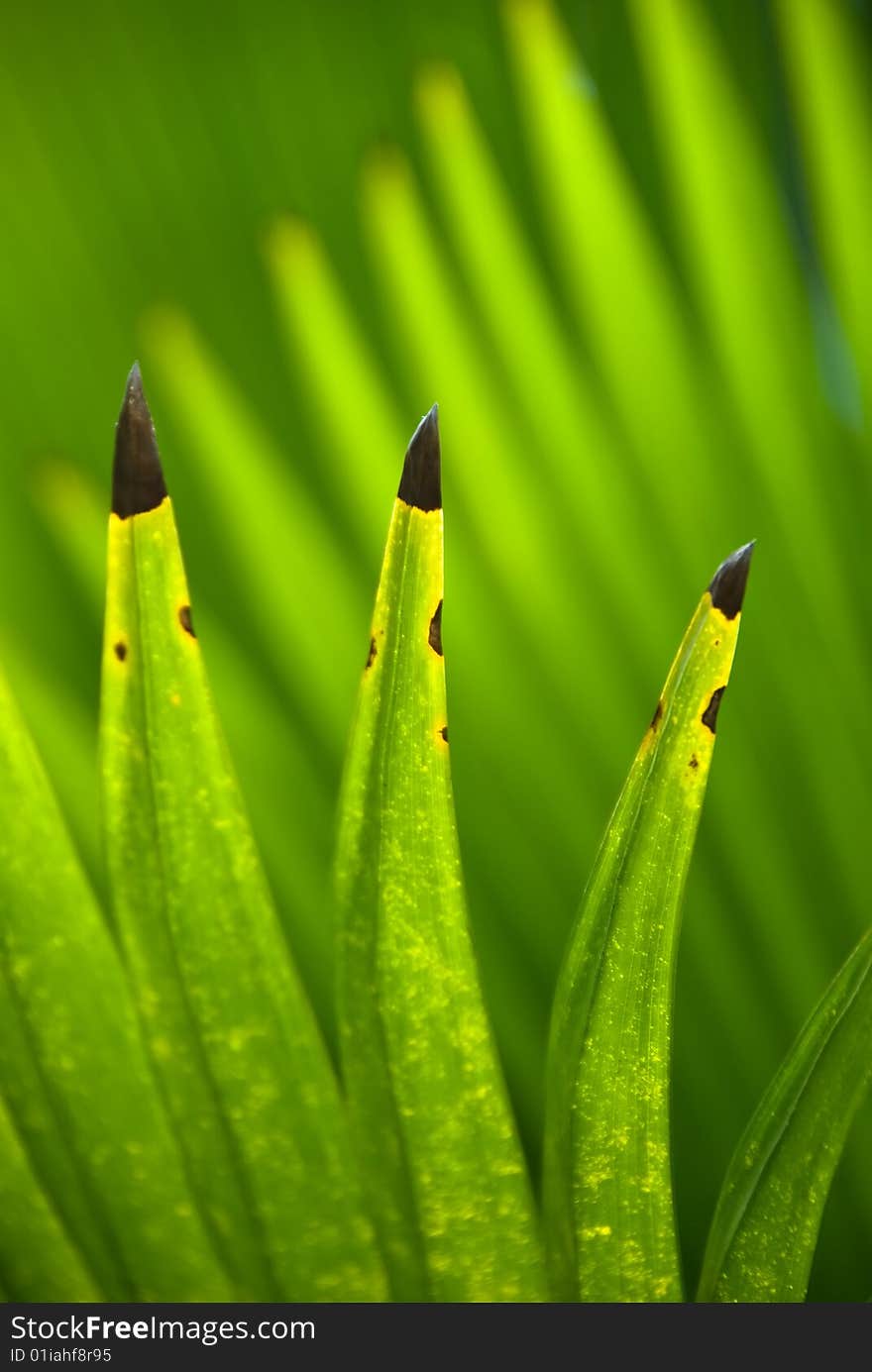 Green plant with blade leaf, vertical. Green plant with blade leaf, vertical