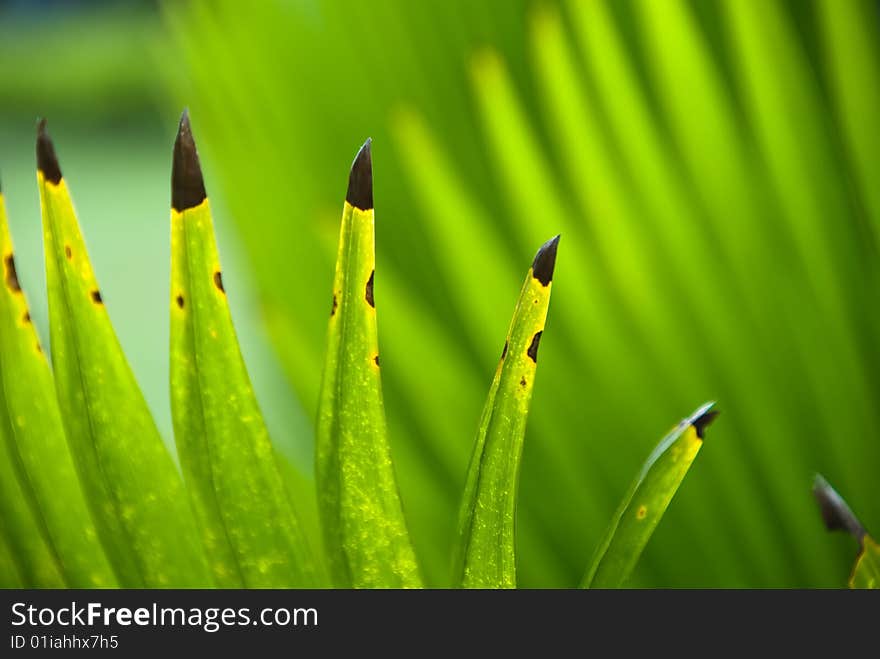 Green plant with blade leaf, vertical. Green plant with blade leaf, vertical