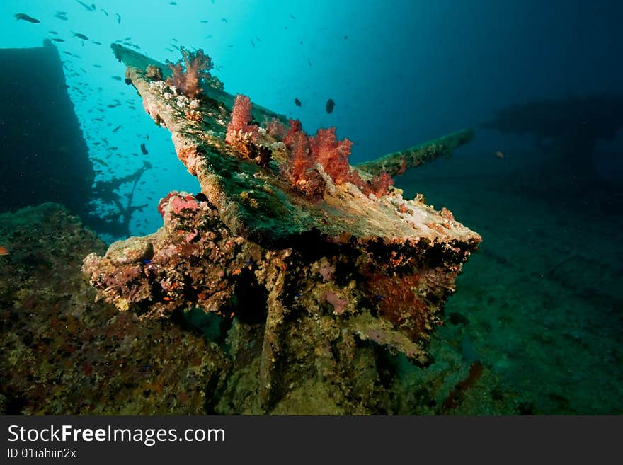 Light Anti-aircraft Gun On The Thistlegorm