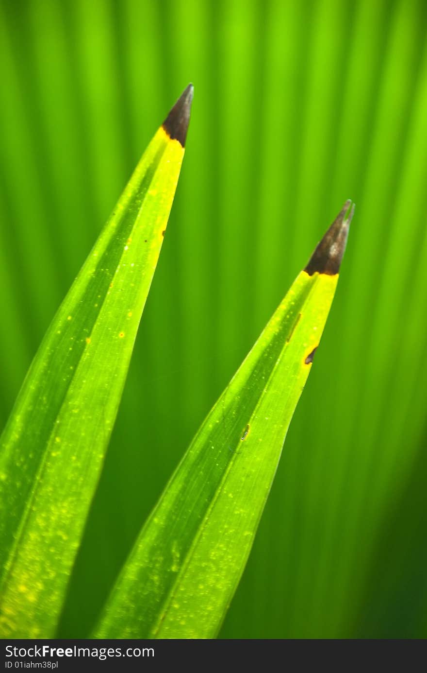 Green plant with blade leaf, vertical. Green plant with blade leaf, vertical