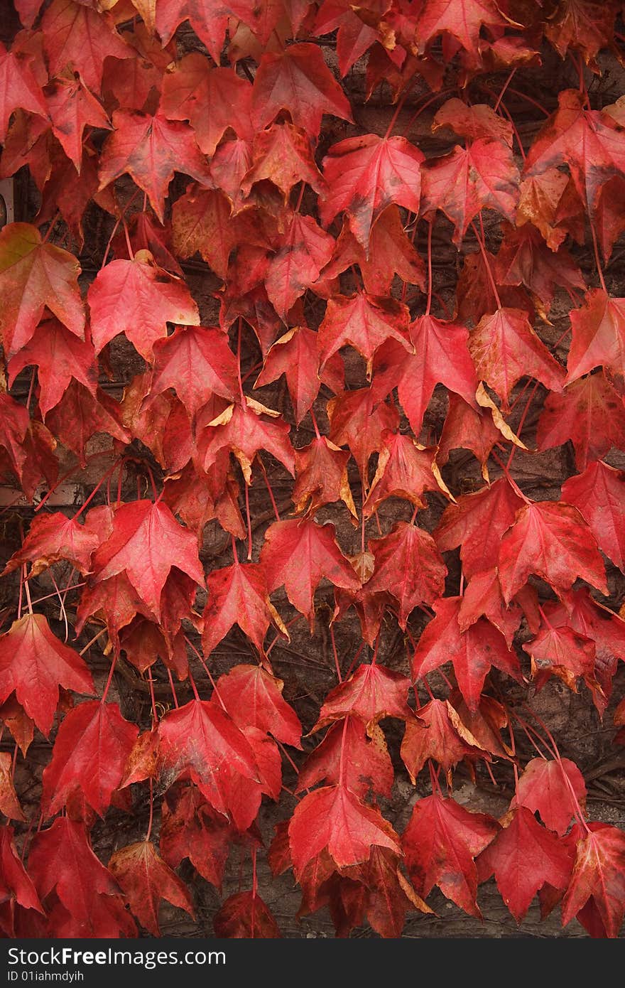 Nature detail in the south of England