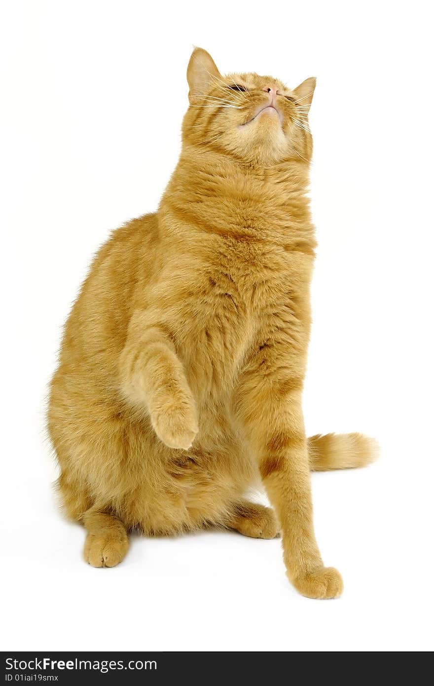 A cat is sitting on a clean white background