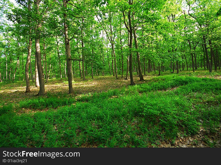 Spring Forest