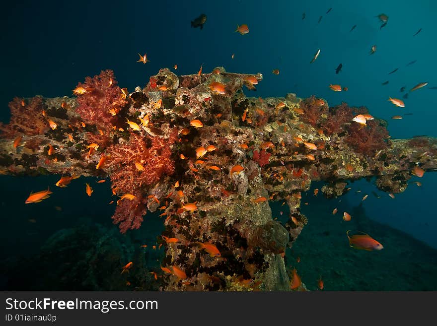 Anti-aircraft machine gun on the Thistlegorm