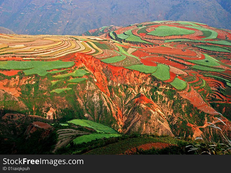 Cultivated Red Soil with Colorful Crops