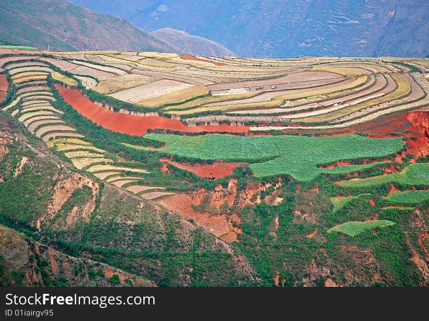 Cultivated Red Soil with Colorful Crops