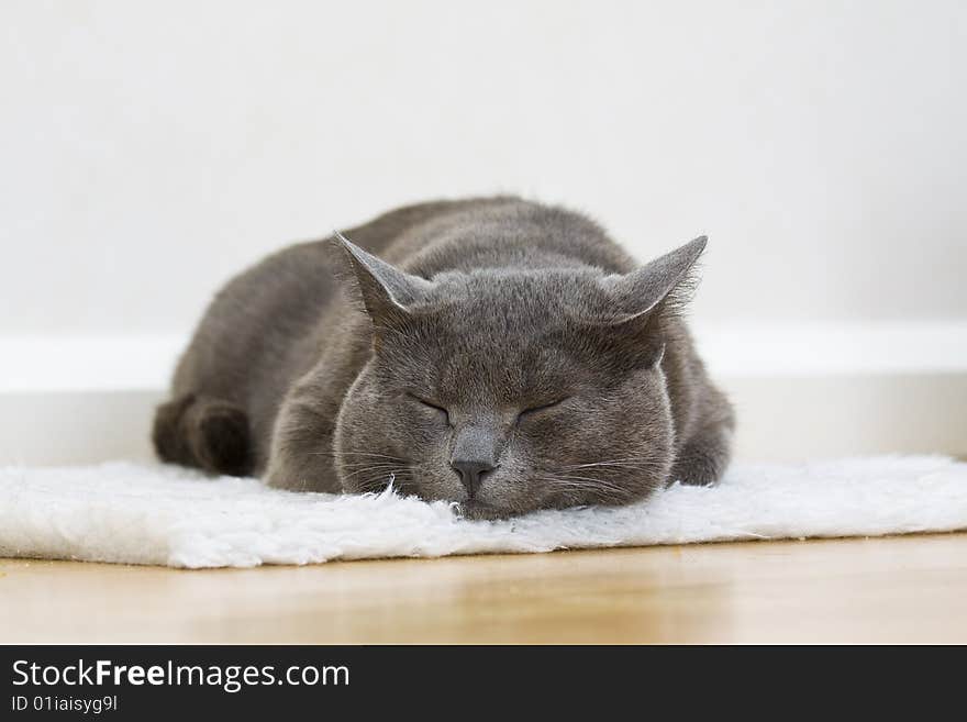 Sleepy Gray Cat