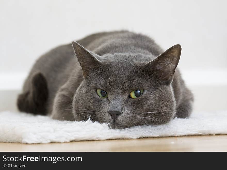 Gray Cat