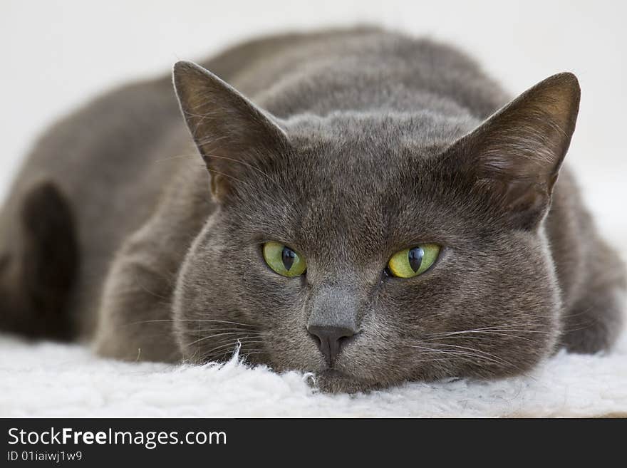 Gray cat