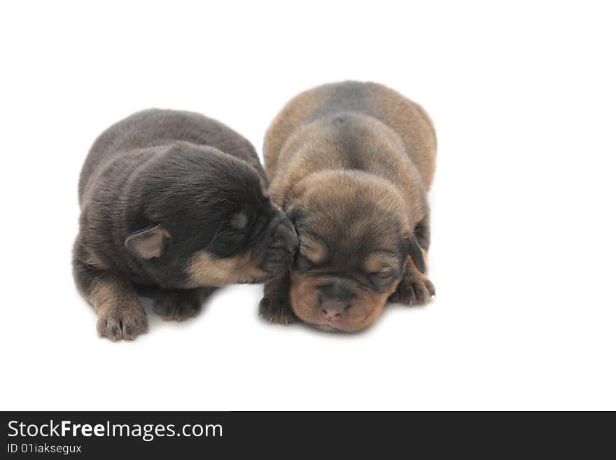 Two small blind puppies on a white background