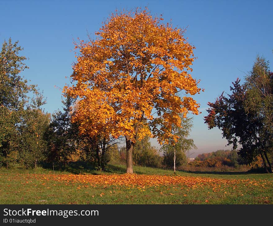 Tree with showered yellow leaves. Tree with showered yellow leaves