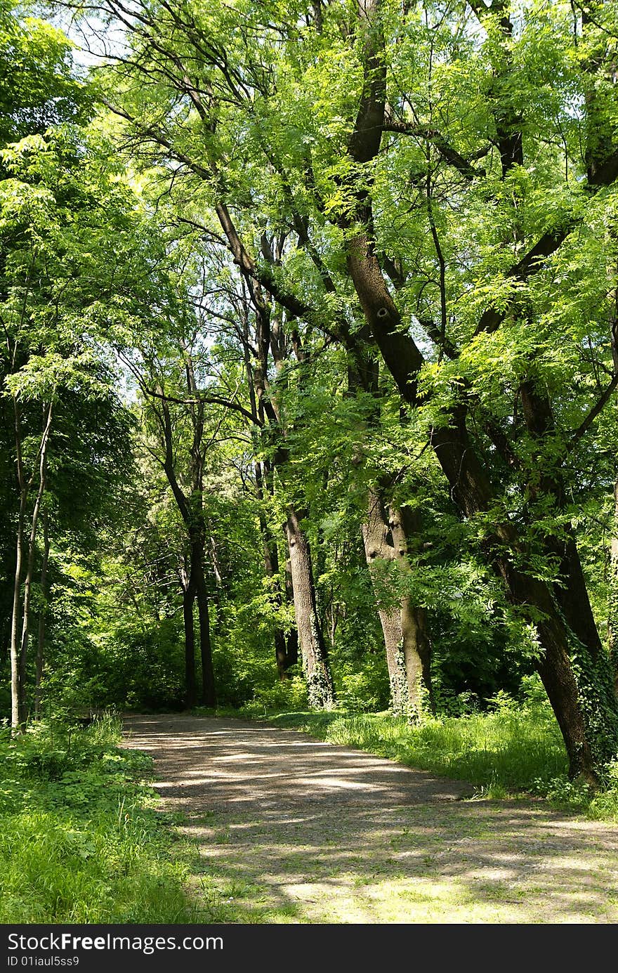 Road to shades of trees. Road to shades of trees