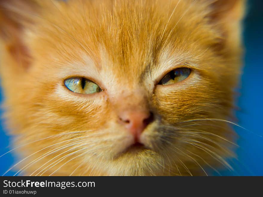 Fluffy red kitten