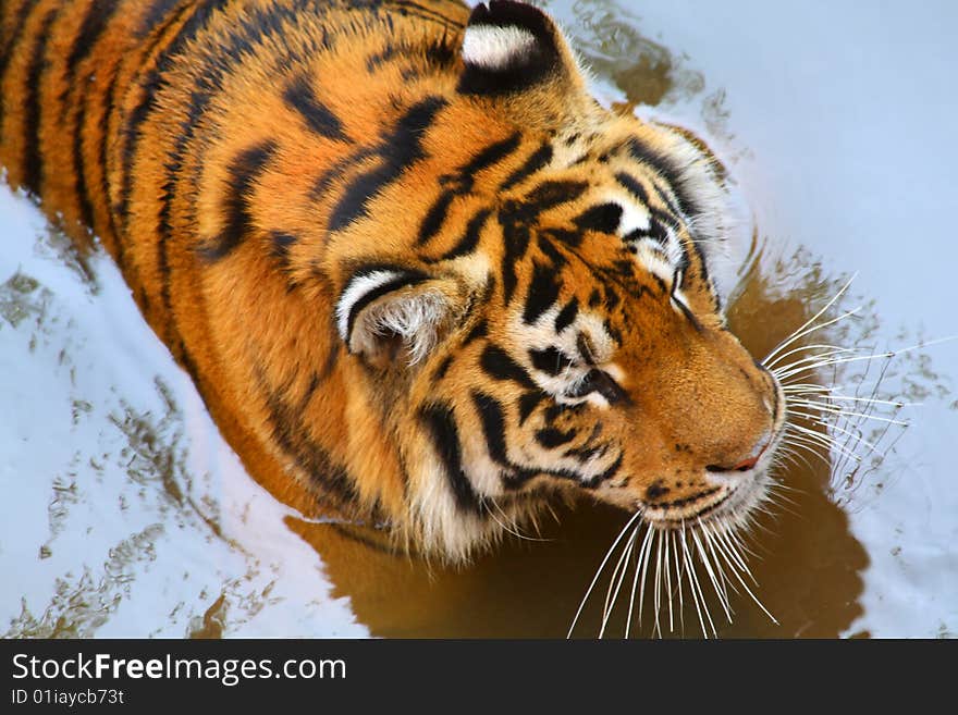 Tiger In The Water