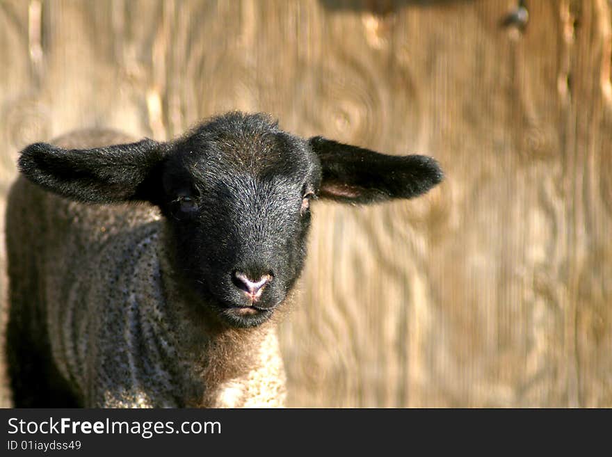 Black Face Lamb 3