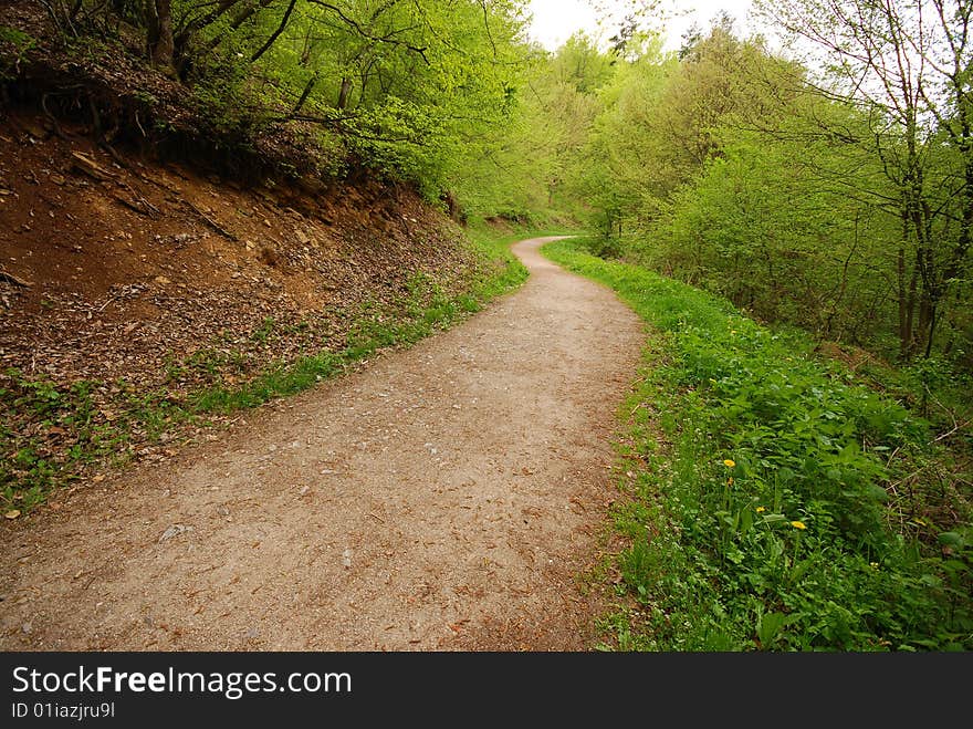 Forest walking path leading into sunshine