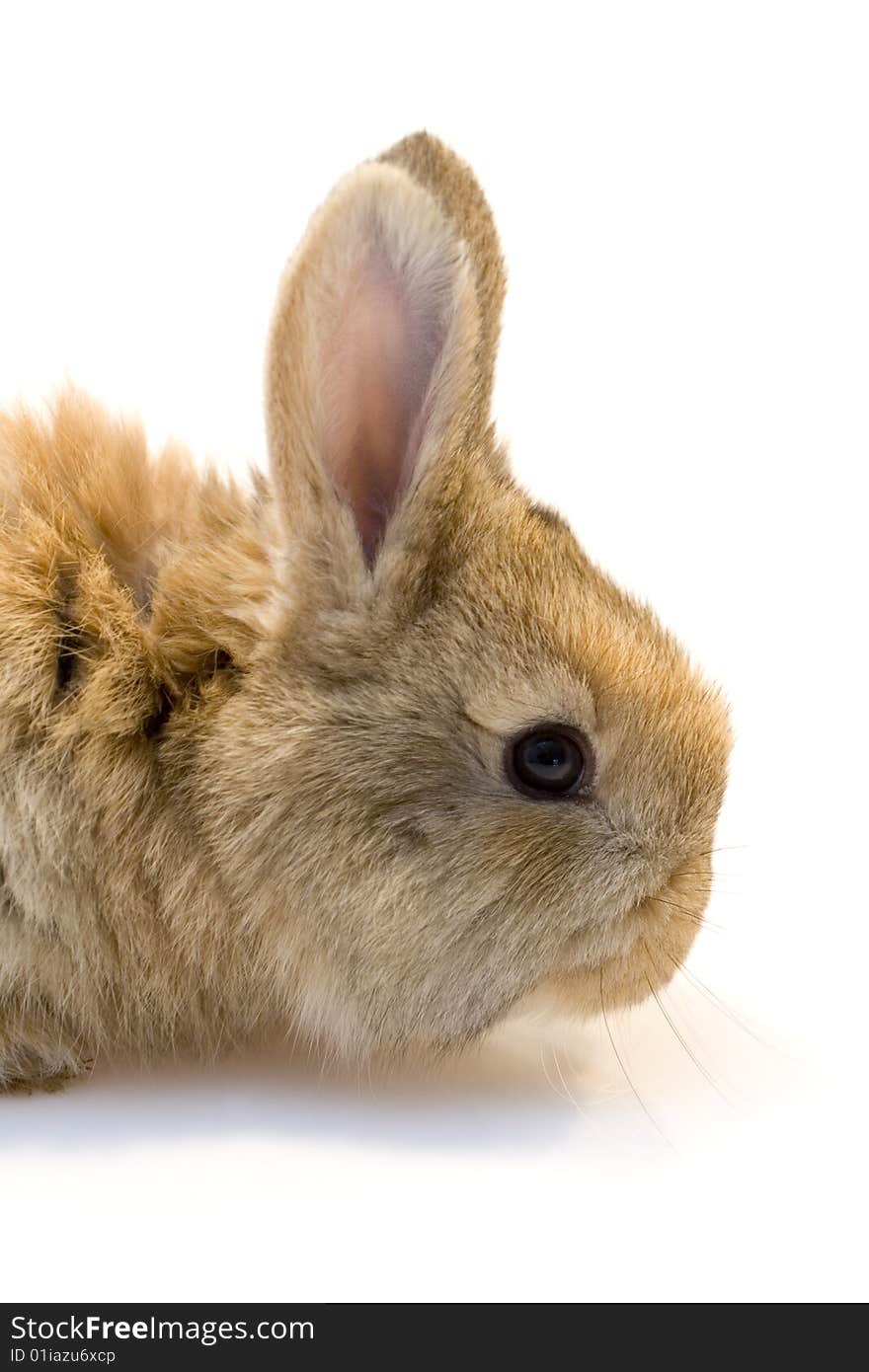 Small estern rabbit on white background. Small estern rabbit on white background