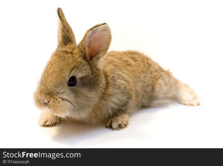 Small estern rabbit on white background. Small estern rabbit on white background