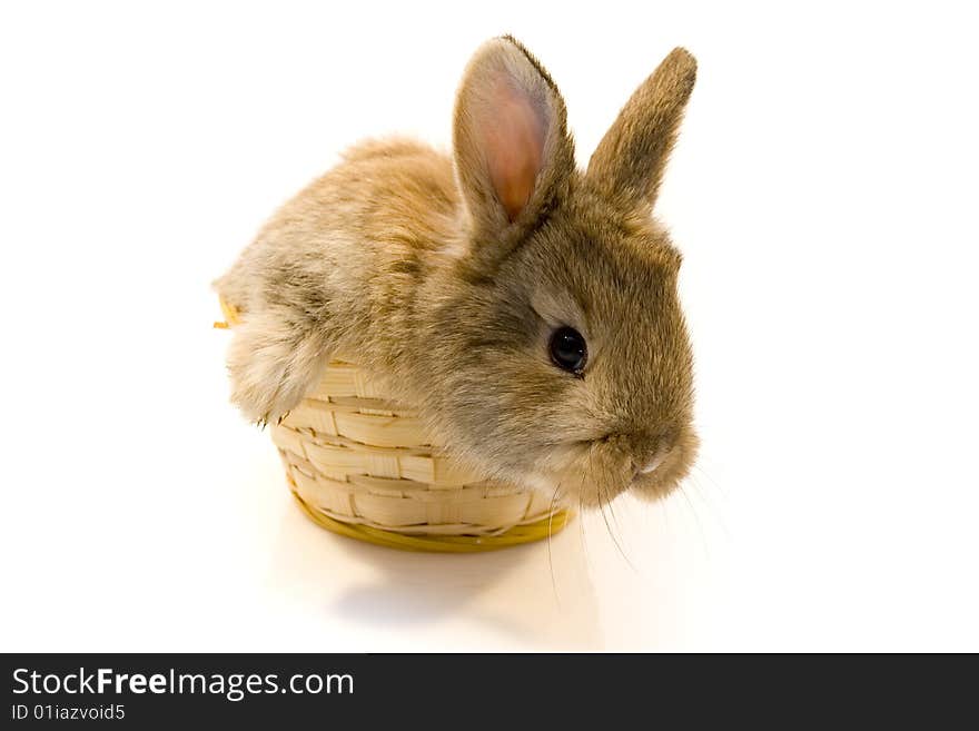 Small estern rabbit on white background. Small estern rabbit on white background