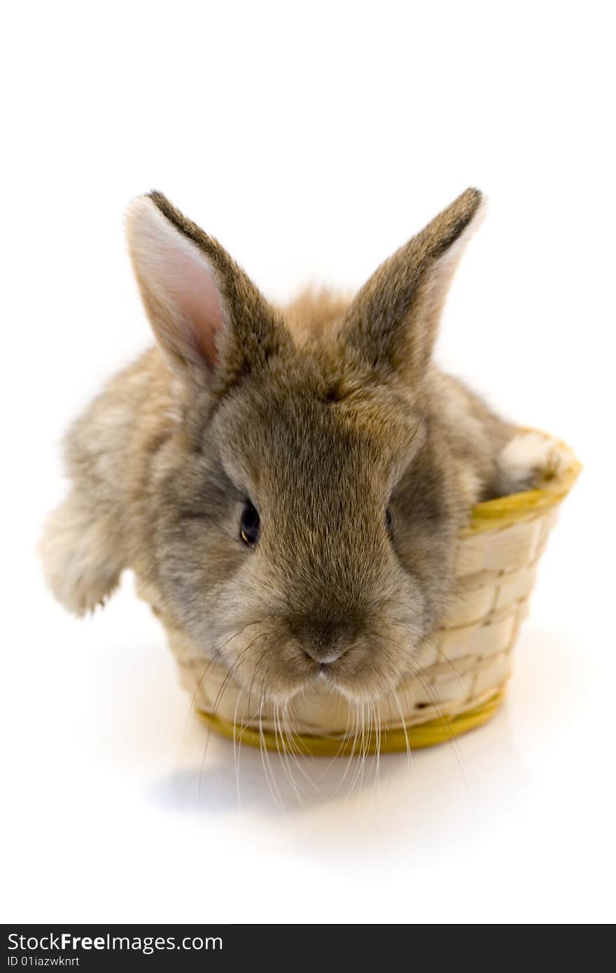 Small estern rabbit on white background. Small estern rabbit on white background