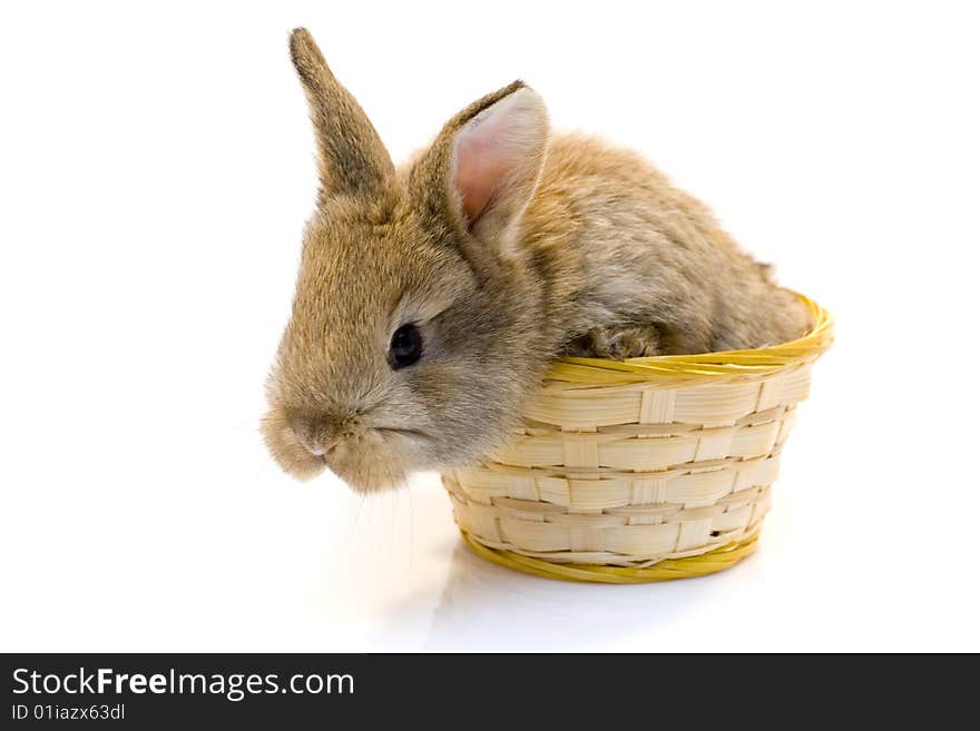 Small estern rabbit on white background. Small estern rabbit on white background