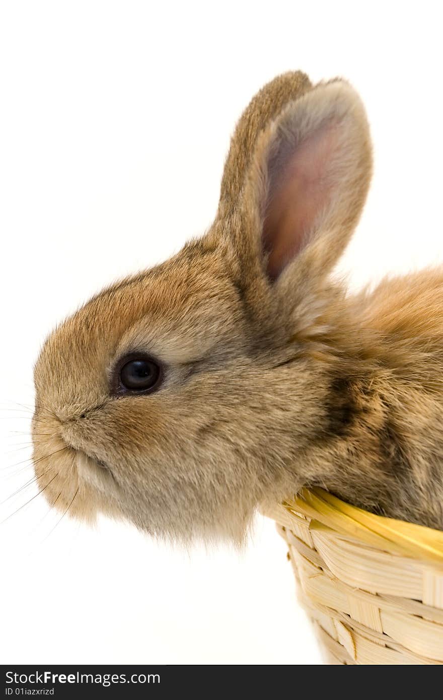 Small estern rabbit on white background. Small estern rabbit on white background