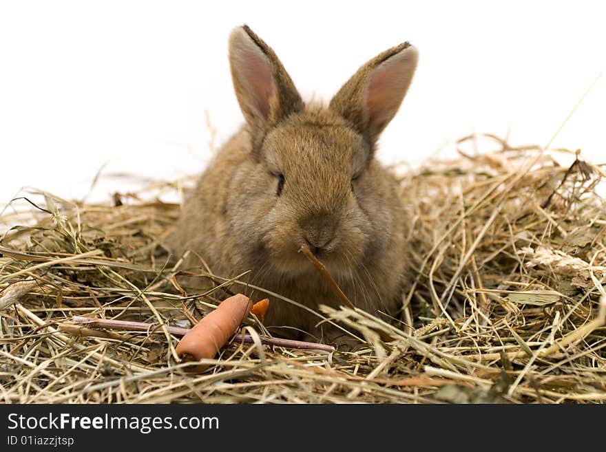 Small estern rabbit on white background. Small estern rabbit on white background