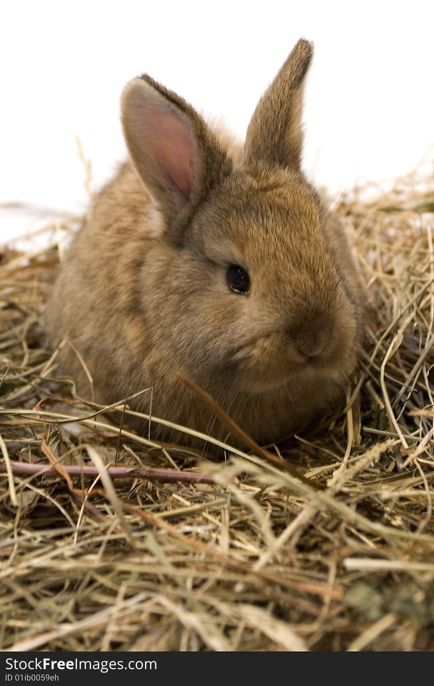 Small estern rabbit sitting on background. Small estern rabbit sitting on background