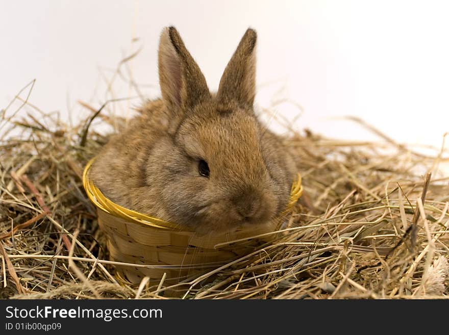 Small estern rabbit sitting on background. Small estern rabbit sitting on background