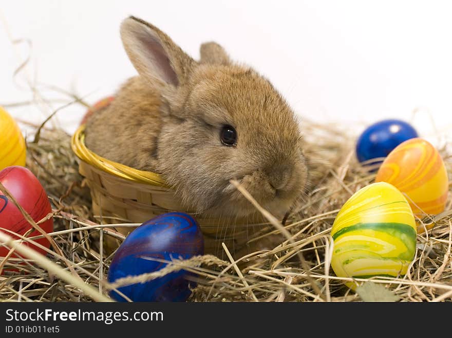 Small estern rabbit sitting on background. Small estern rabbit sitting on background