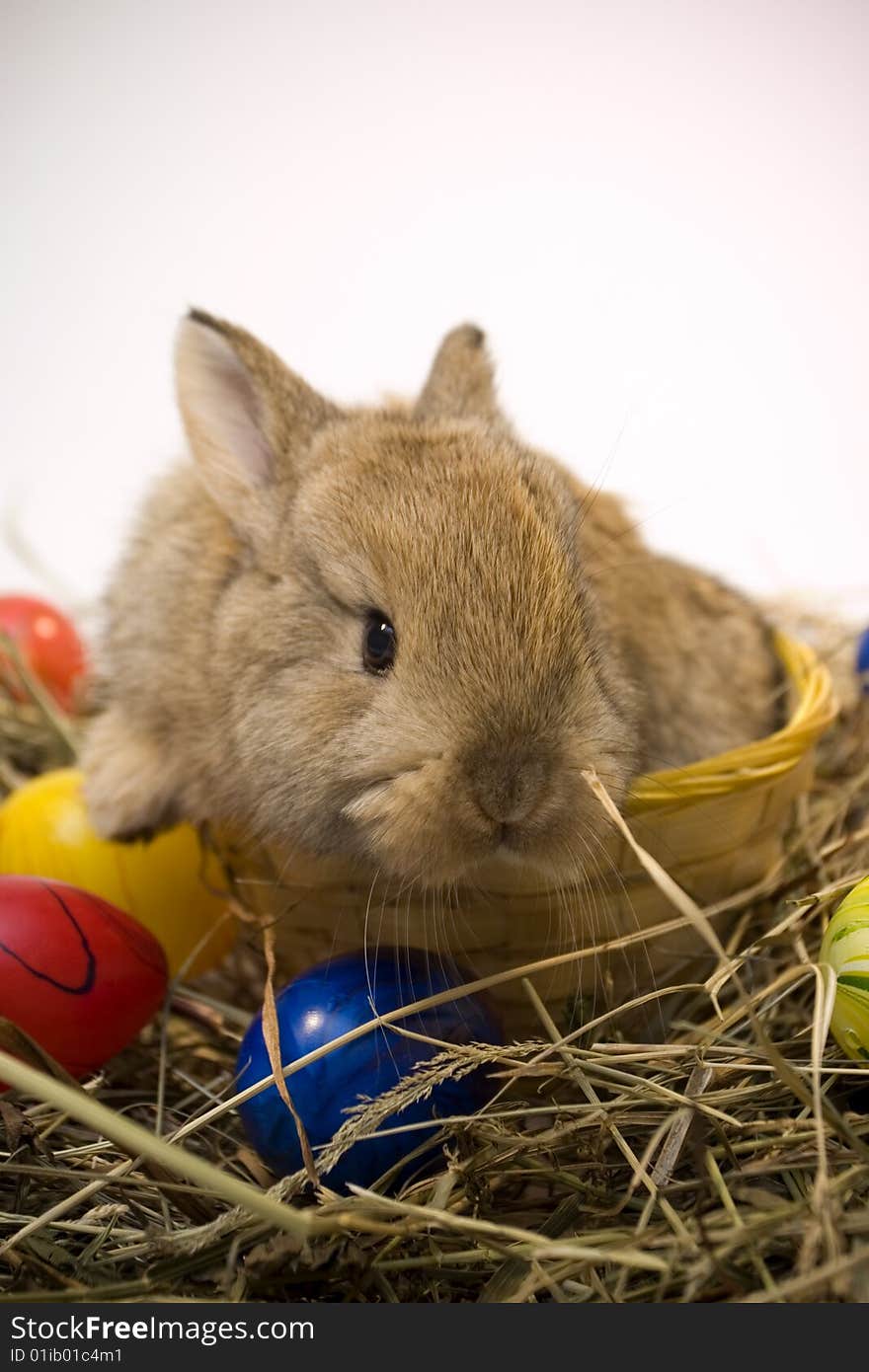 Small estern rabbit sitting on background. Small estern rabbit sitting on background