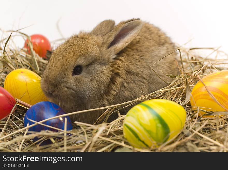 Small estern rabbit sitting on background. Small estern rabbit sitting on background