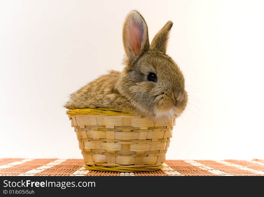 Small estern rabbit on white background. Small estern rabbit on white background