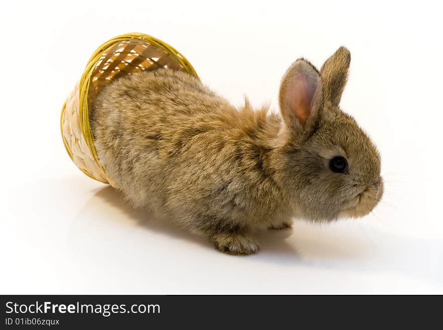 Small estern rabbit on white background. Small estern rabbit on white background