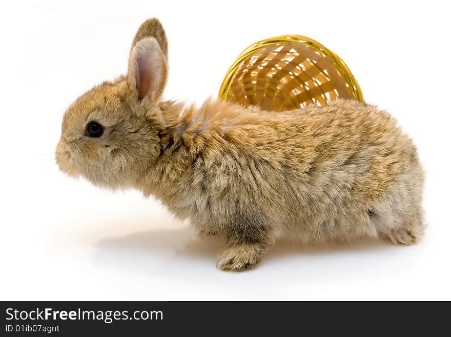 Small estern rabbit on white background. Small estern rabbit on white background