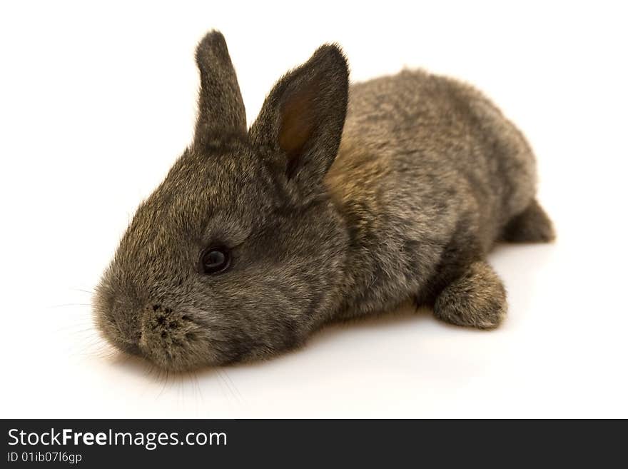 Small estern rabbit on white background. Small estern rabbit on white background