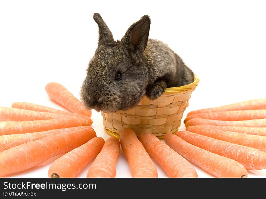 Small estern rabbit with big carrots. Small estern rabbit with big carrots