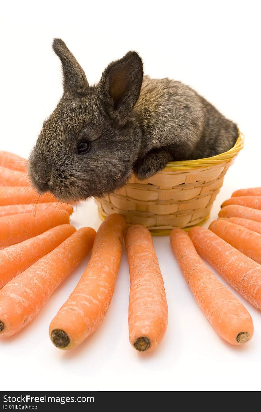 Small estern rabbit with big carrots. Small estern rabbit with big carrots